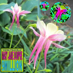 Honeysuckle