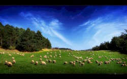 Sheep
