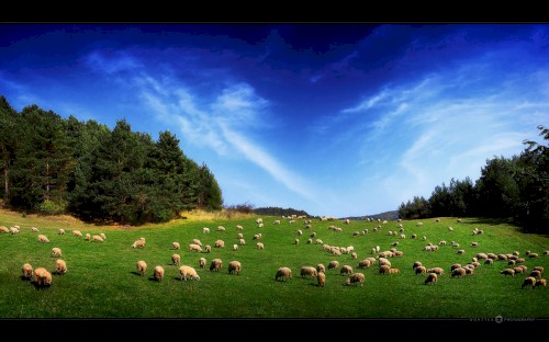 Sheep
