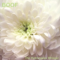 The Hydrangeas Whisper