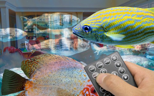 Tranquil Fish Experience