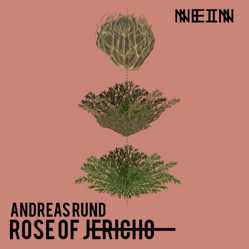 Rose of Jericho