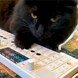 Cat Song