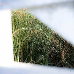 cattails