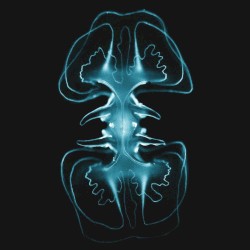 Spineless