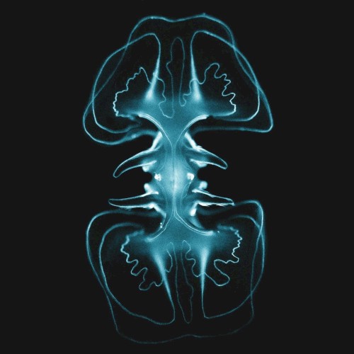 Spineless