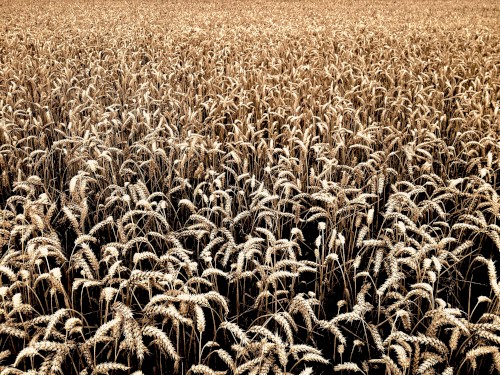 like gold falling