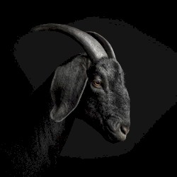 Sacrifice EP
