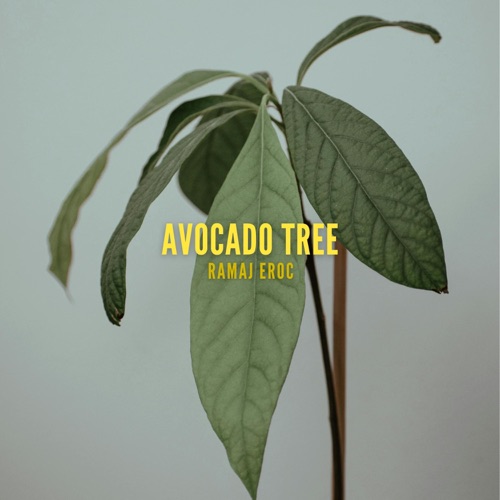 Avocado Tree