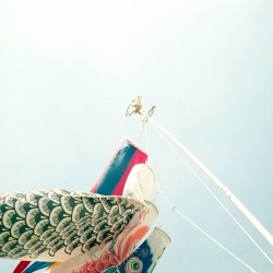 Wild Air
