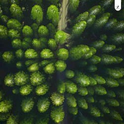 Forest Trail