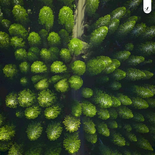 Forest Trail