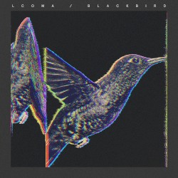 Blackbird