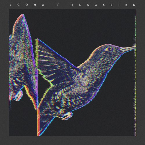 Blackbird