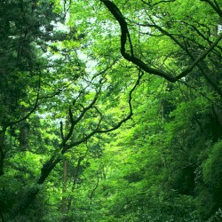 Hayama Ambient, Vol.2
