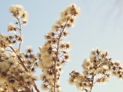 To Reach the Sunrise
