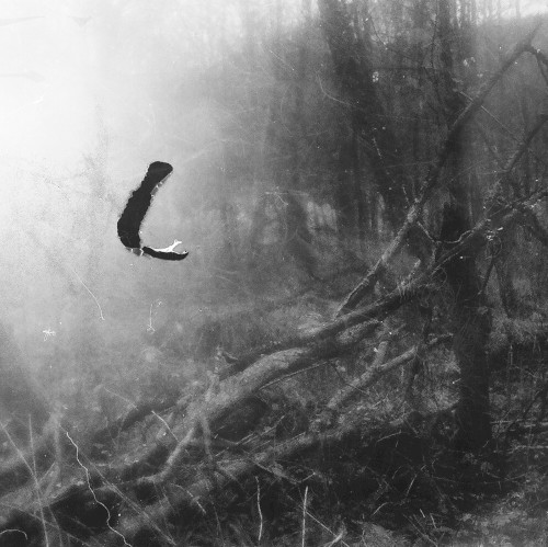 Spectral Birds