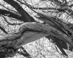 Ancient Ones