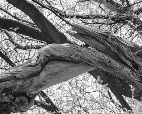 Ancient Ones
