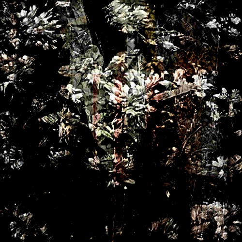 Fleurs Sans Soleil (Live)