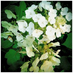 Remedial Botany