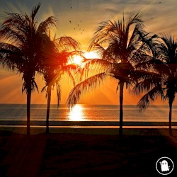 Dreaming of Somewhere Tropical