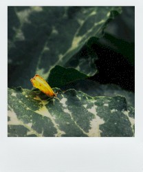 The Photosynthetic Love Story of the Middle-Eastern Butterfly and the Culturally Sensitive Leaf