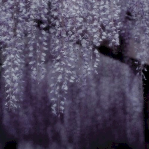 Wisteria