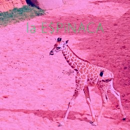la E$PiNACA