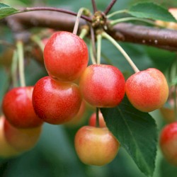 Applewood