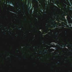 Wolfberry