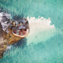 Fijian Rot