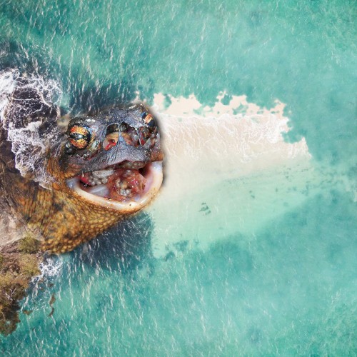 Fijian Rot