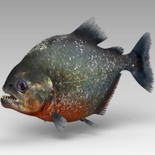 Piranha