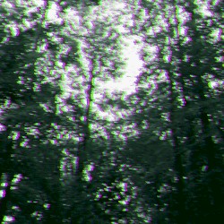 RGB Forest