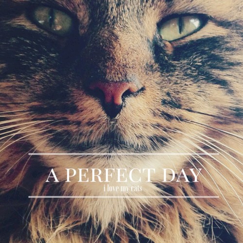 i love my cats