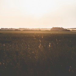 Agriculture