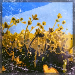 Dew in the Sun