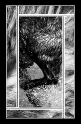 Ecology Tapes Vol. Two