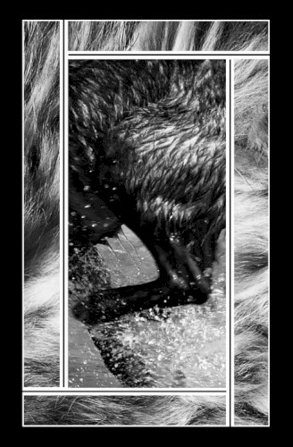 Ecology Tapes Vol. Two