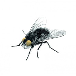 Kärpänen