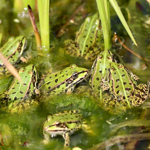 Froggy Friends :)