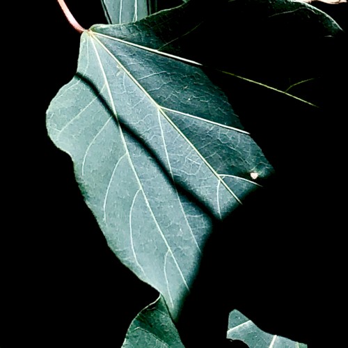 Kaketa Hitohira no Ha (Ein fehlendes Blatt)