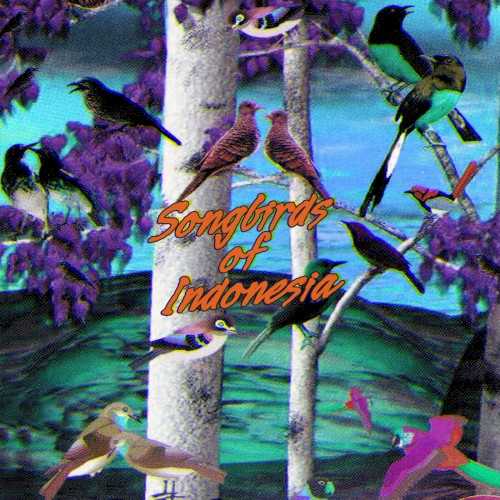 Song Birds of Indonesia