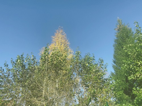 two fields & backyard dirt