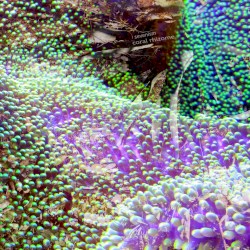 coral rhizome