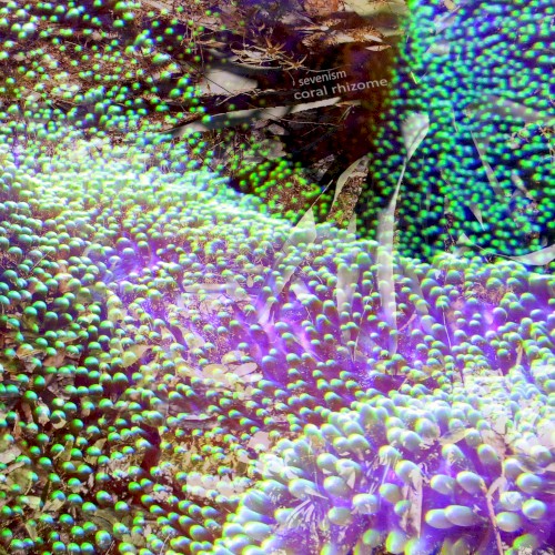 coral rhizome