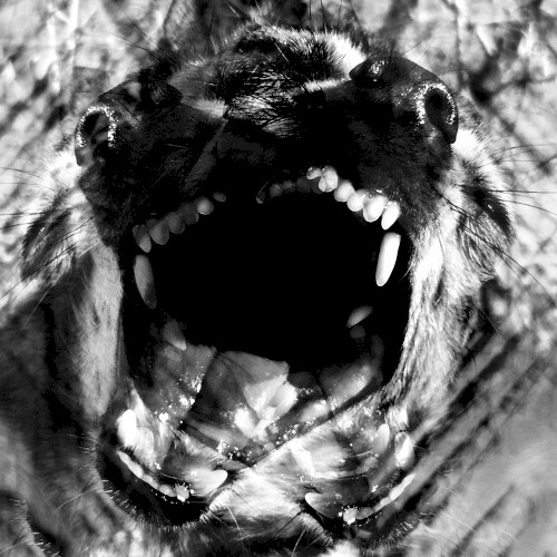 Feral
