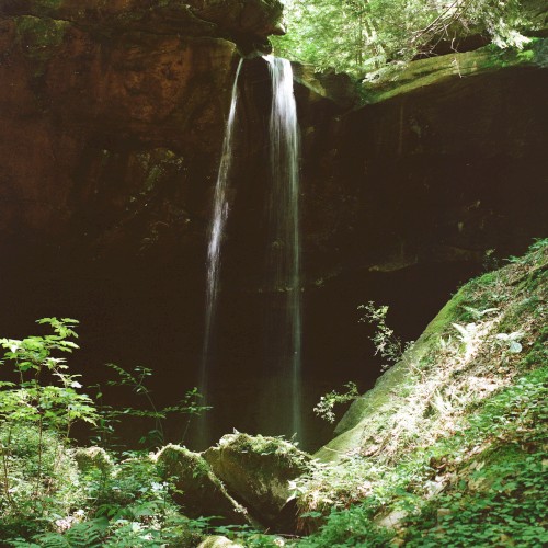 Forest Dark