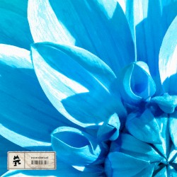 Let It Bloom
